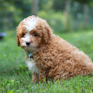 Keegan - Available 7/23