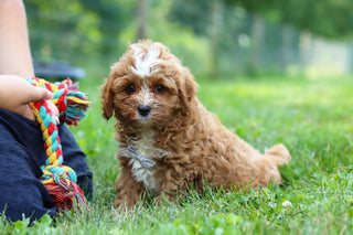 Kingsley - Available 7/23
