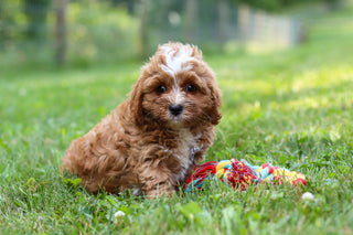Kingsley - Available 7/23