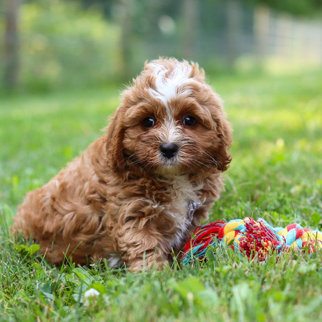 Kingsley - Available Now