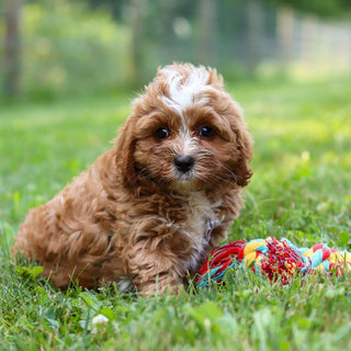 Kingsley - Available Now