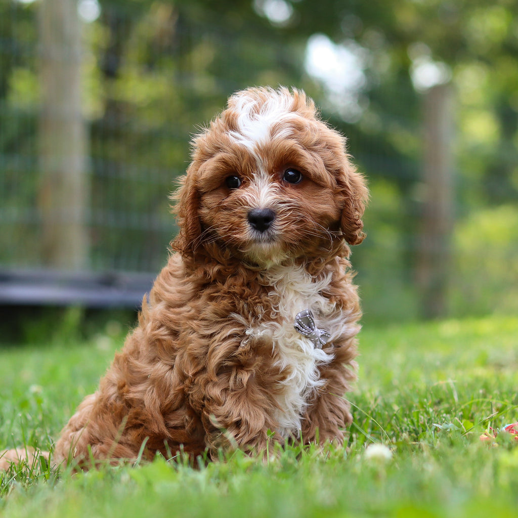 Kingsley - Available Now