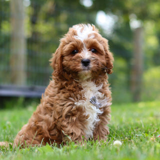 Kingsley - Available Now