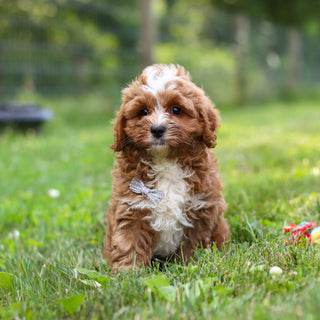 Kingsley - Available Now