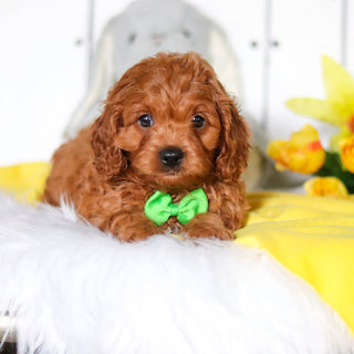 Henry - Available Now