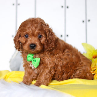 Henry - Available Now
