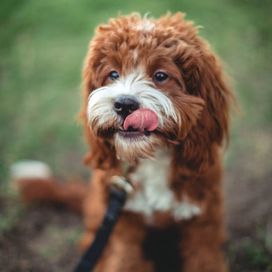 3 Week: Puppy Basics