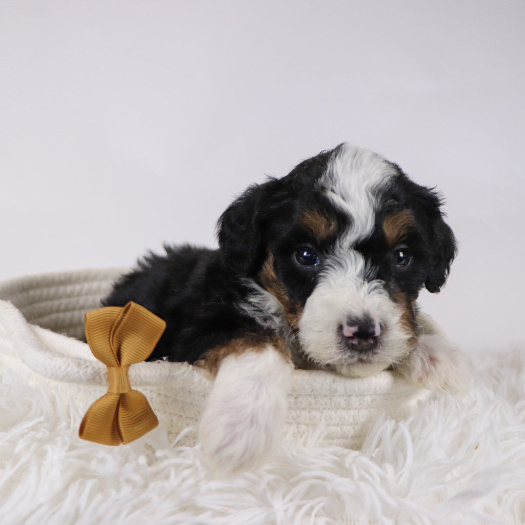 Winston - Available 12/17