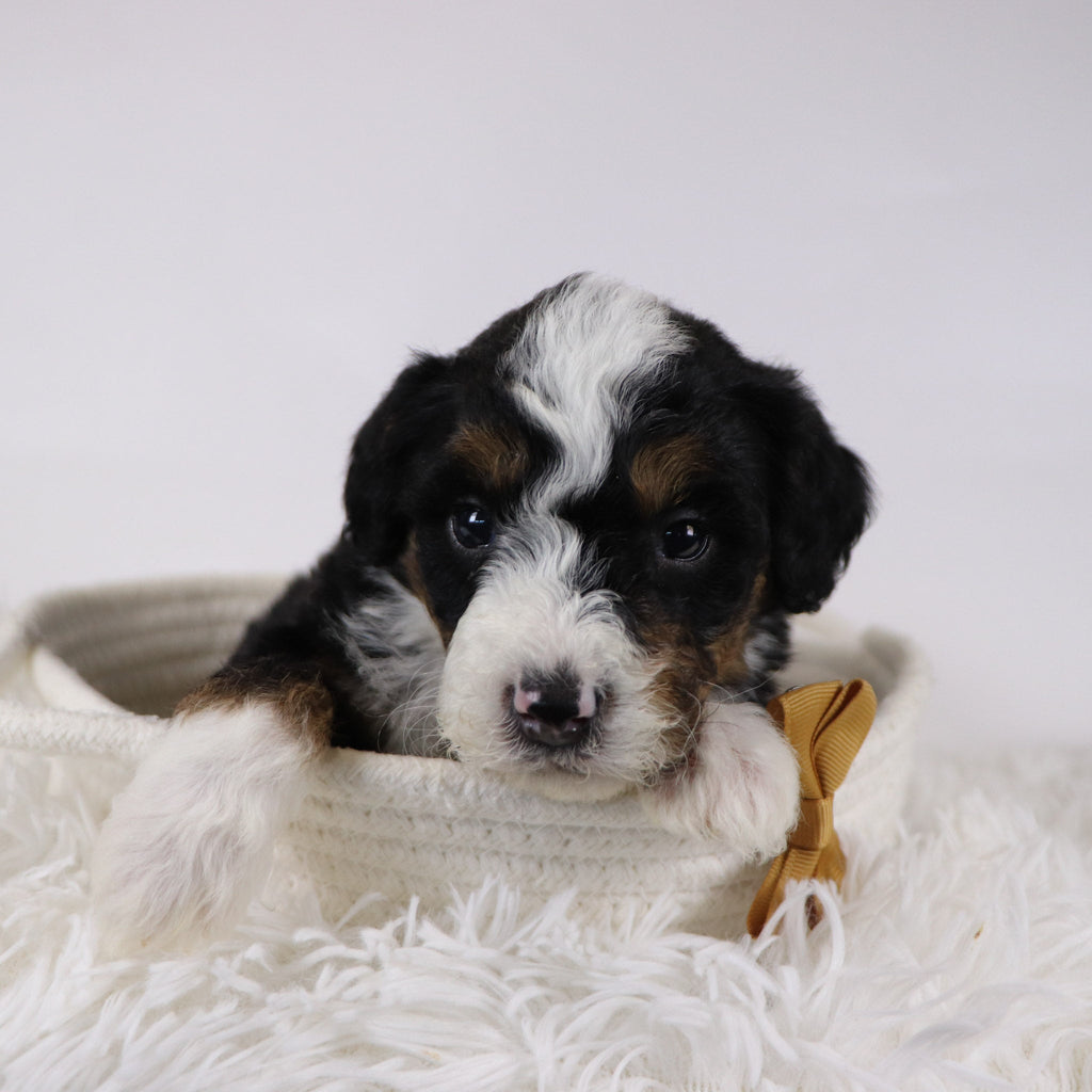 Winston - Available 12/17