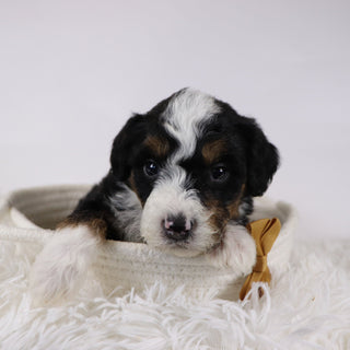 Winston - Available 12/17