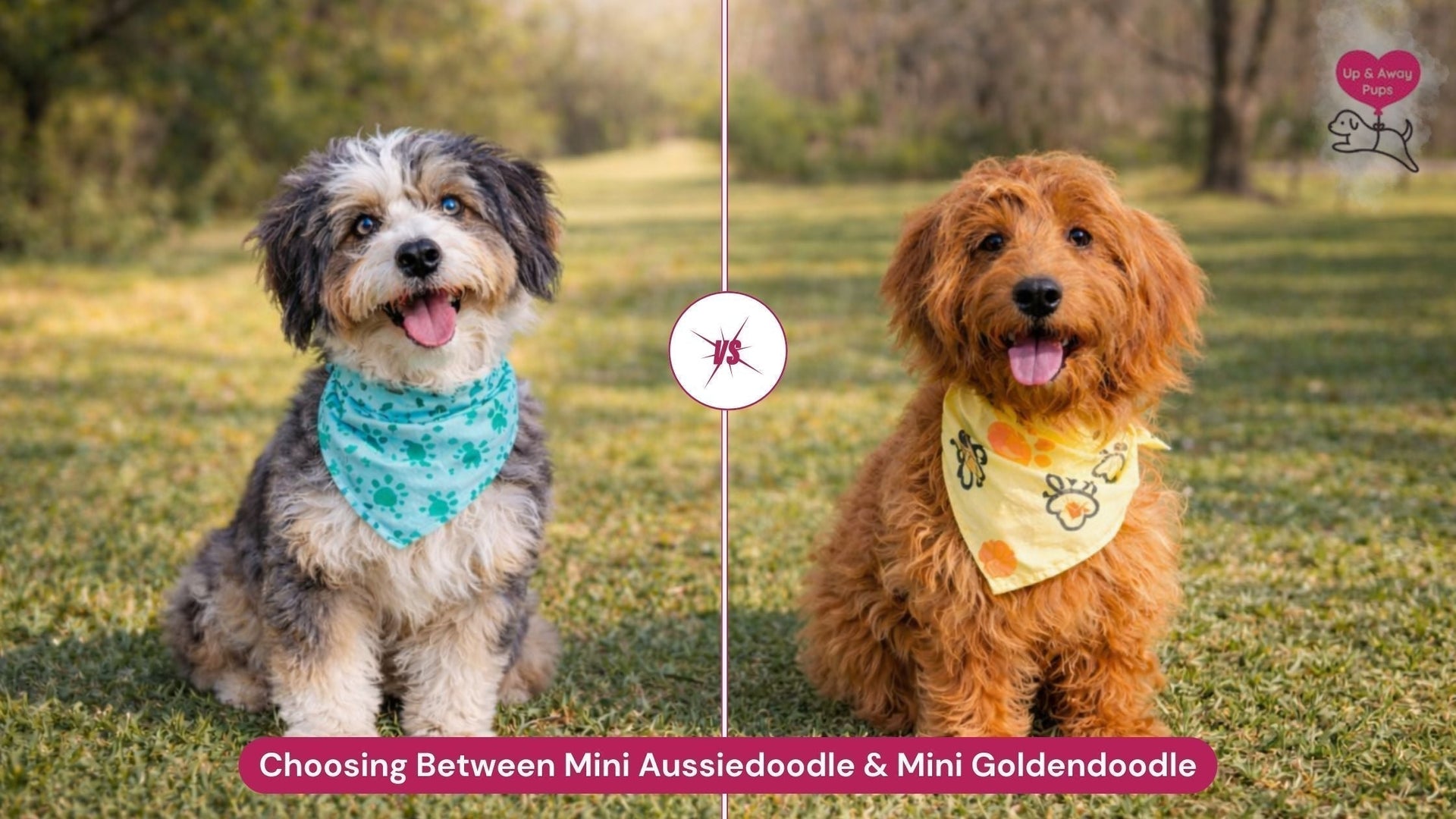 Choosing Between Mini Aussiedoodle and Goldendoodle: A Complete Guide