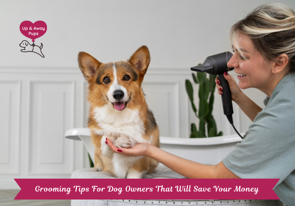 Grooming Tips For Dog Owners That Will Save Your Money