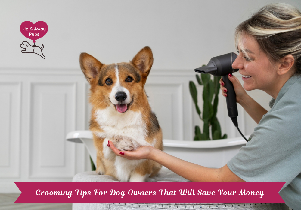 Grooming Tips For Dog Owners