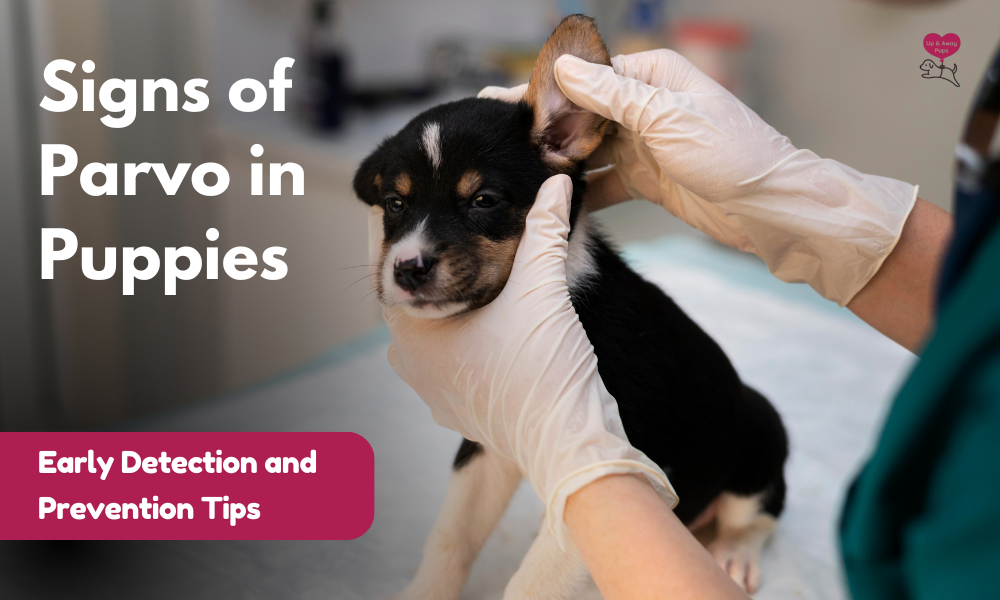 Wolves Parvo Signs of Parvo in Puppies: Early Detection and Prevention Tips