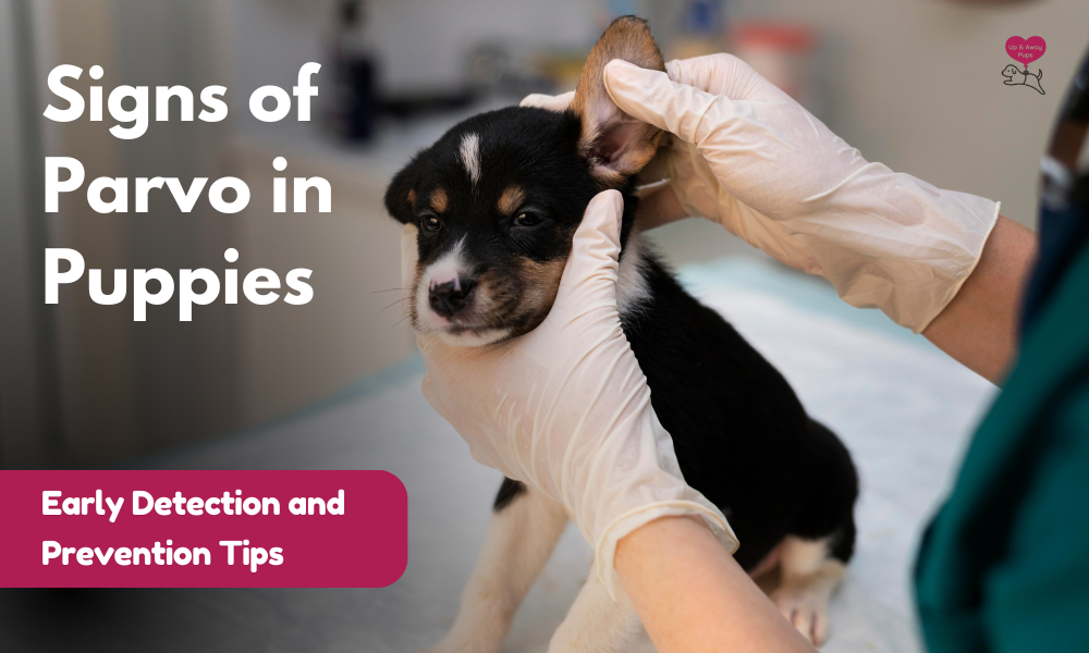 signs of parvo in puppies