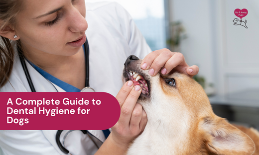 dental hygiene for dogs