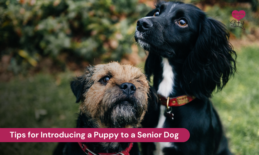 tips for introducing a puppy to a senior dog