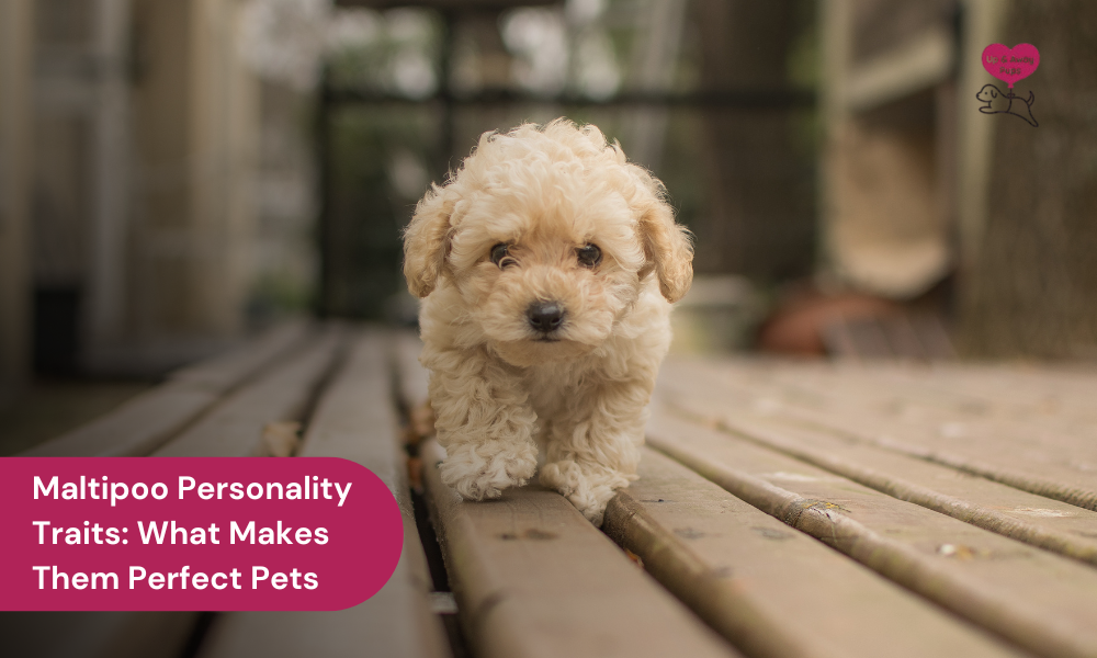 maltipoo personality traits