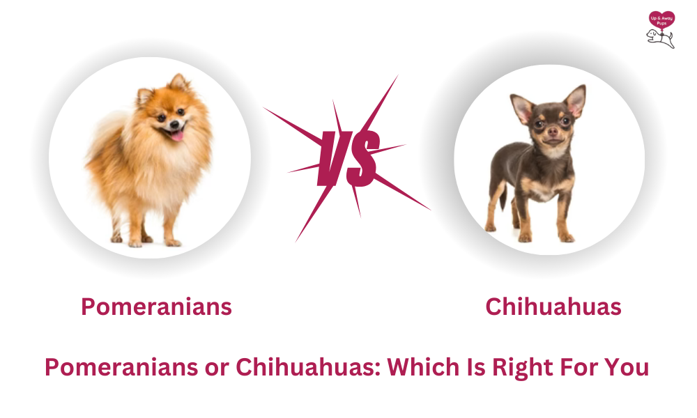 Pomeranians or Chihuahuas