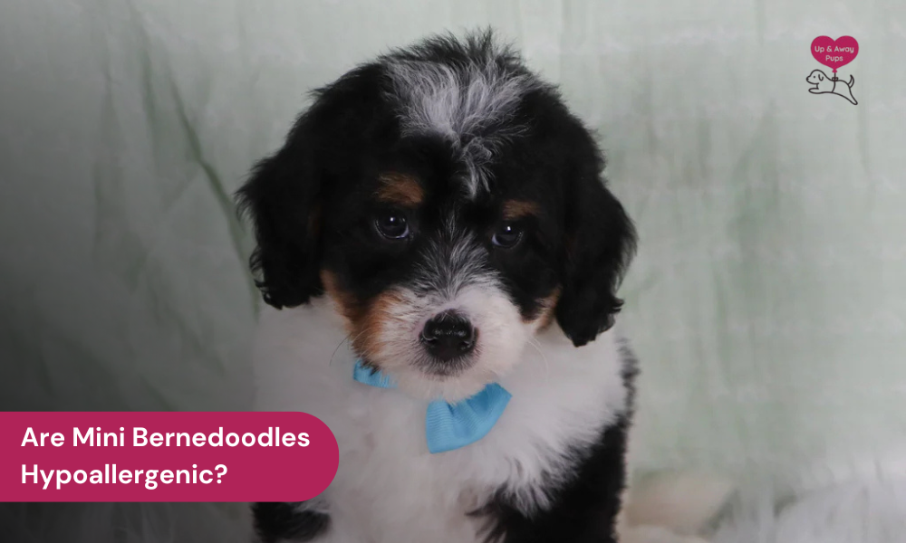 are mini bernedoodles hypoallergenic