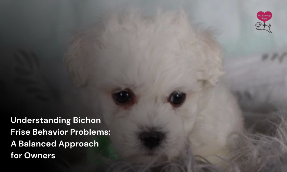 bichon frise behavior problems