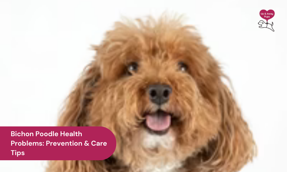 Bichon Poodle Health Problems: Prevention & Care Tips