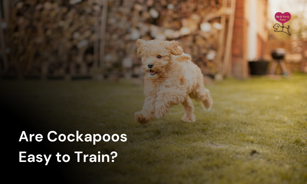 are cockapoos easy to train