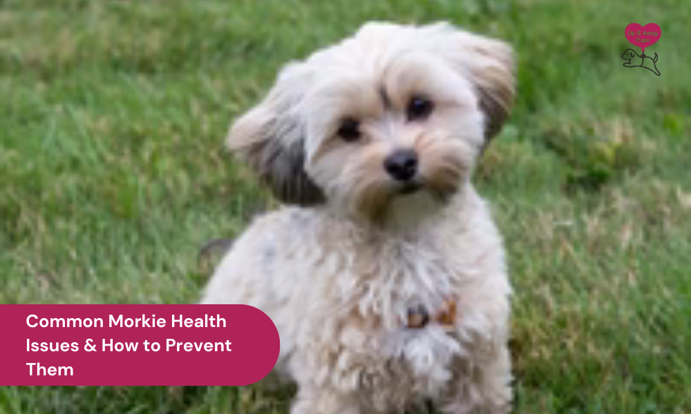 Morkie Health Issues