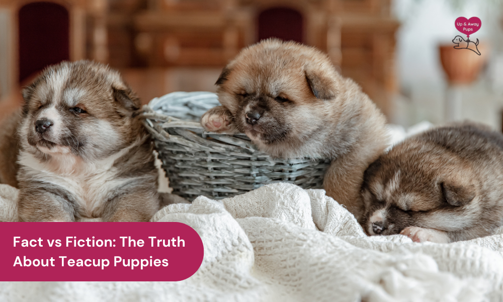 truth about teacup puppies