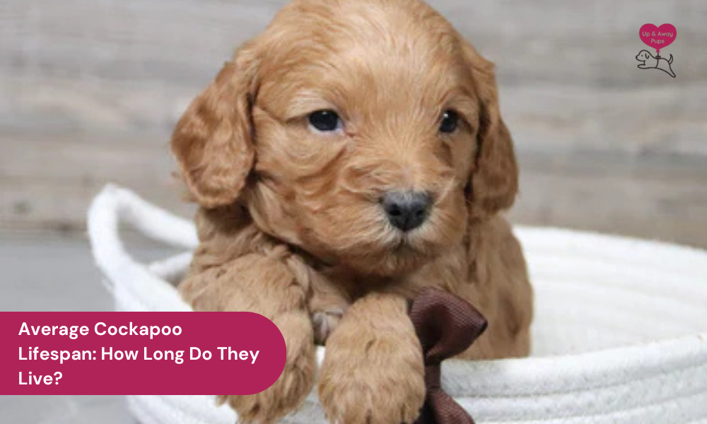 Average Cockapoo Lifespan: How Long Do They Live?