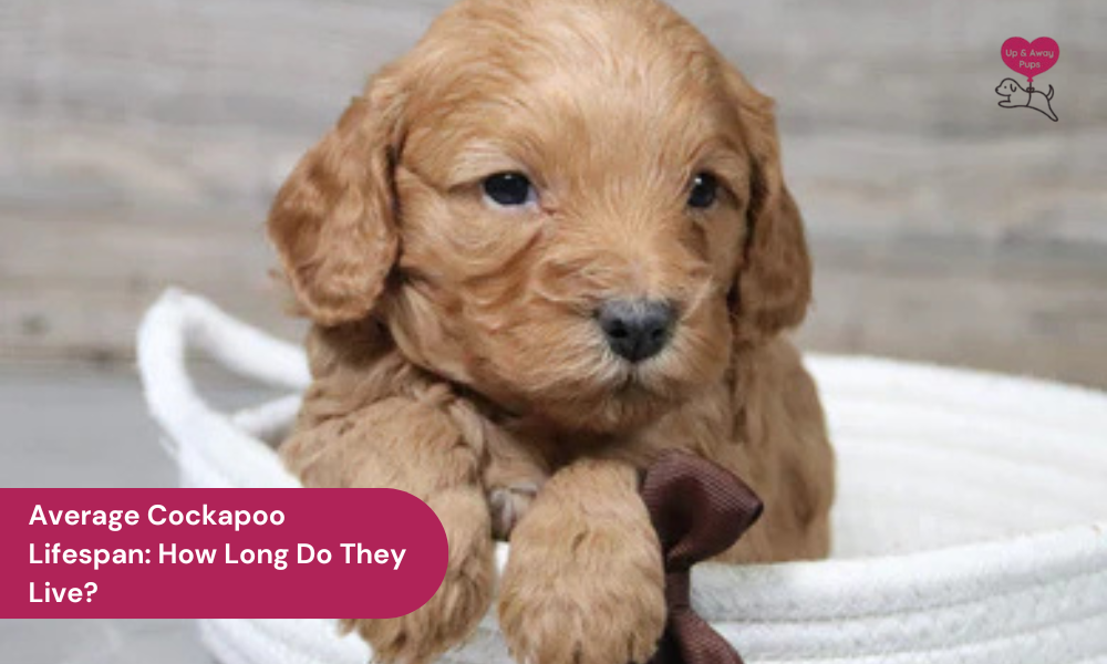 Average Cockapoo Lifespan