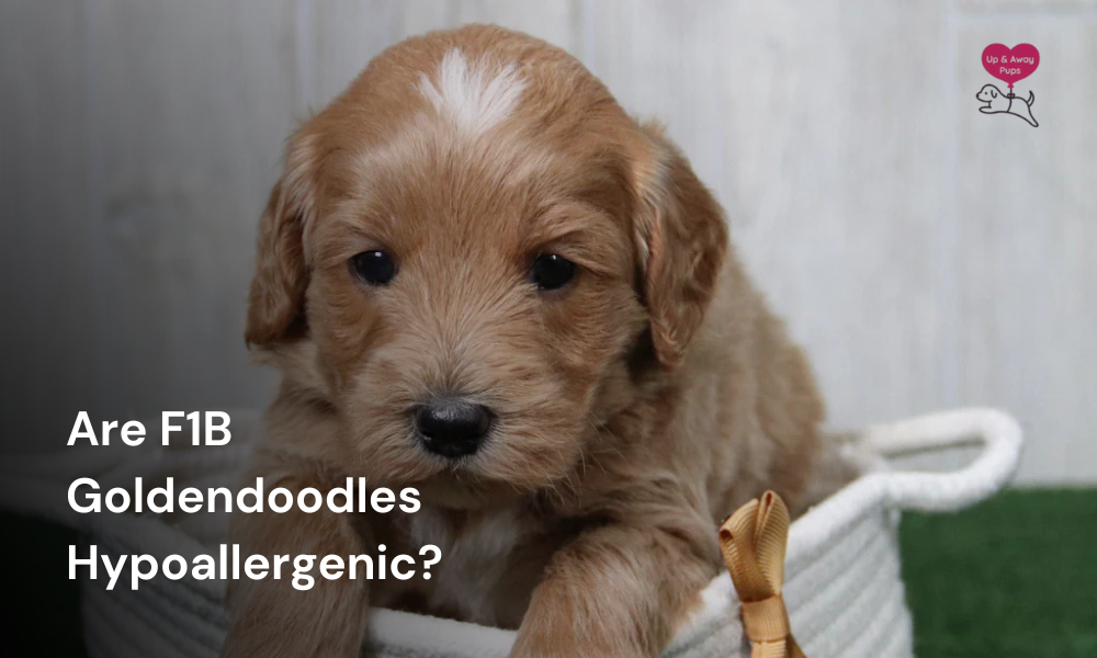 Are F1B Goldendoodles Hypoallergenic