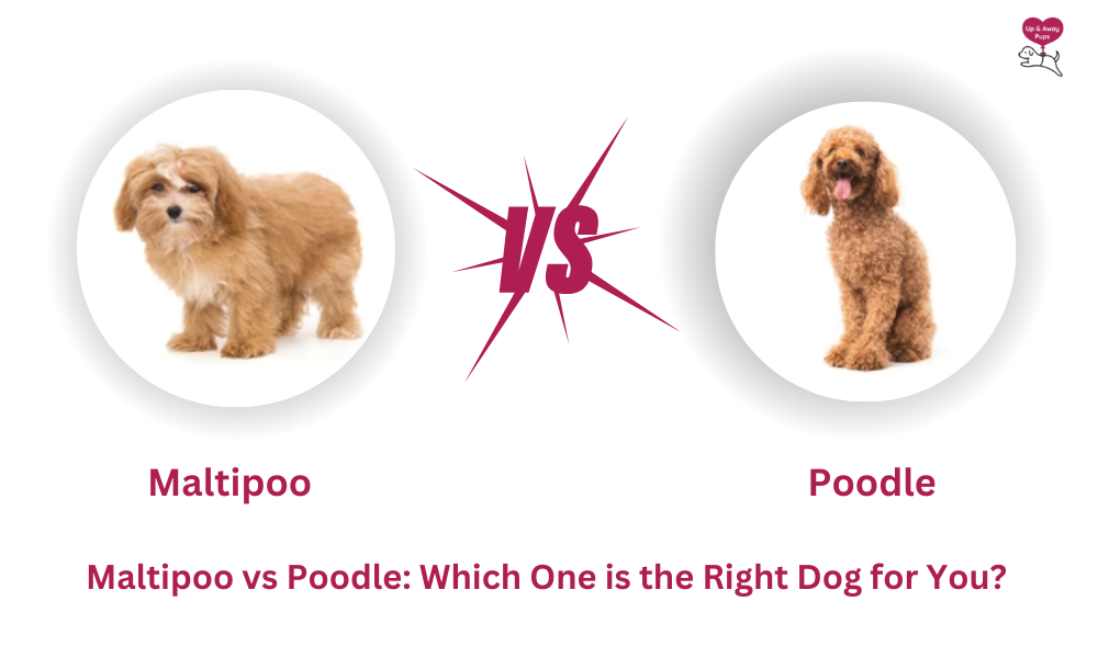 Maltipoo vs Poodle