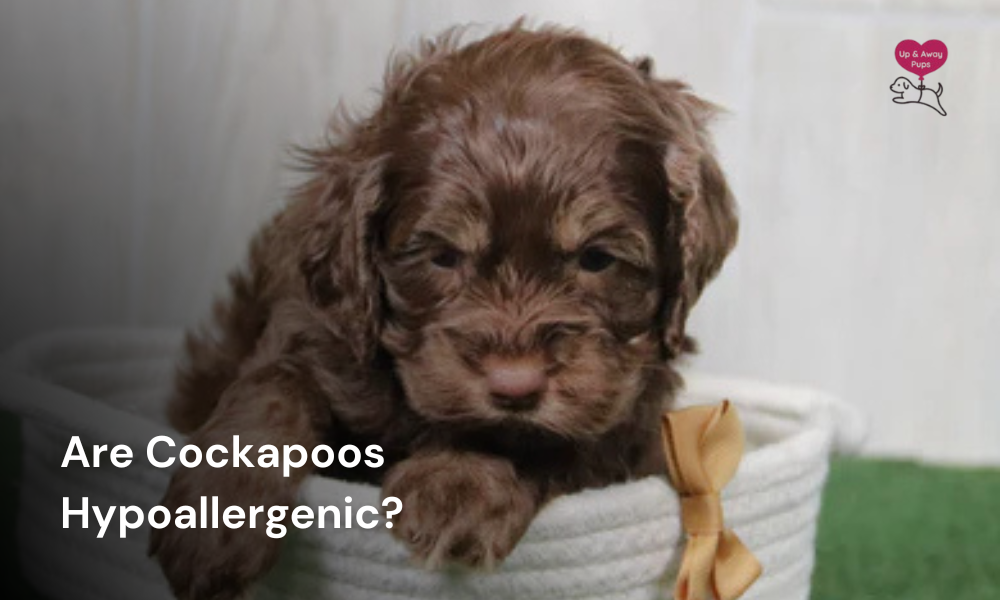 Are Cockapoos Hypoallergenic