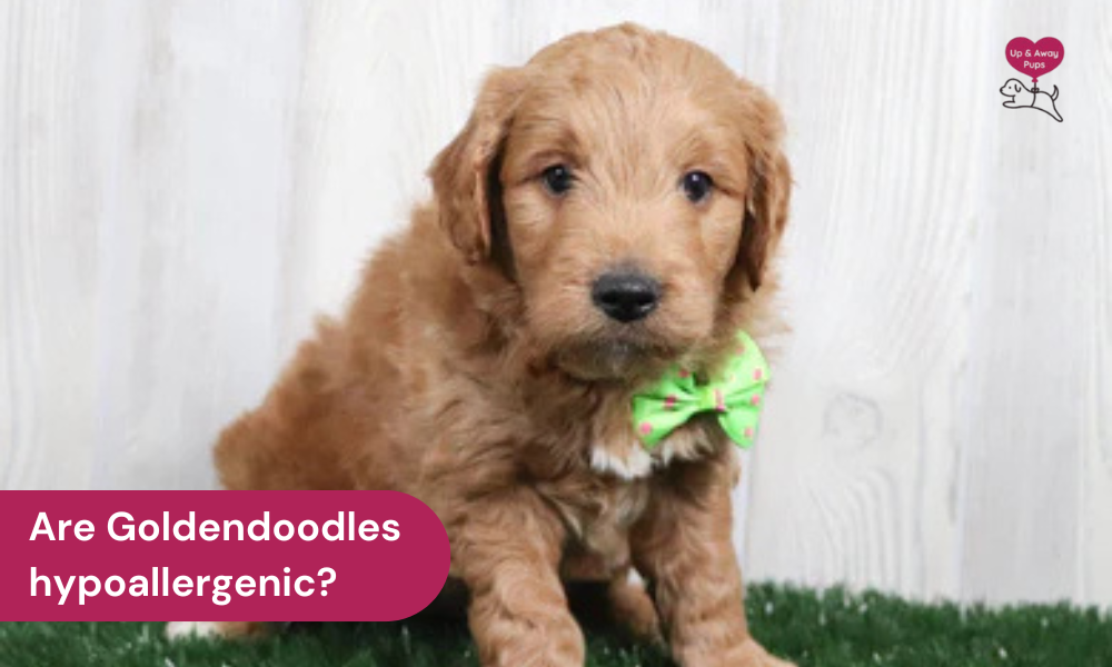 Are Goldendoodles Hypoallergenic