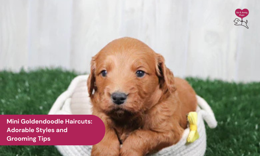 Mini Goldendoodle Haircuts