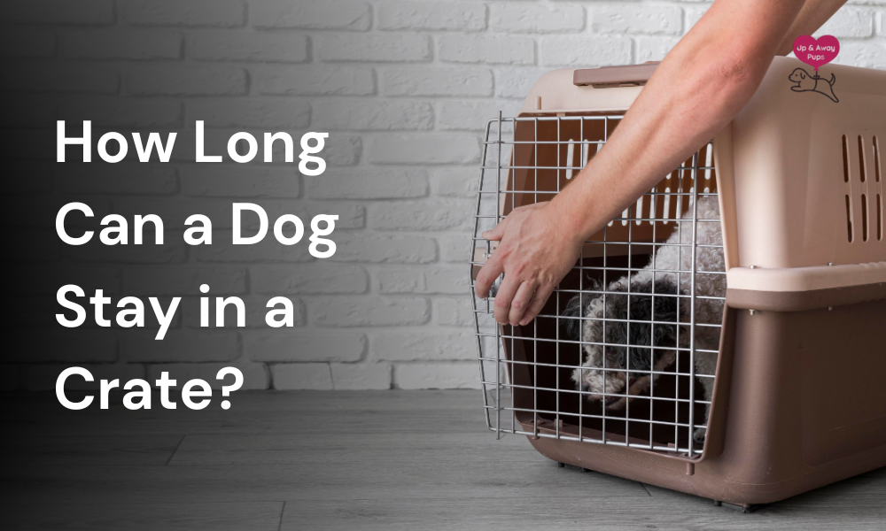 How Long Can a Dog Stay in a Crate