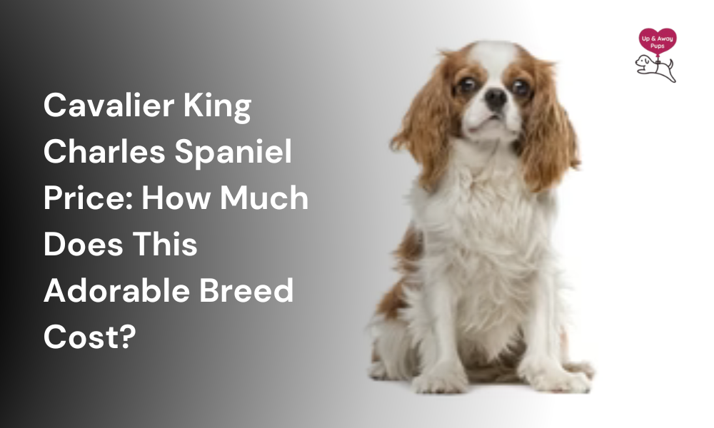 Cavalier King Charles Spaniel Price