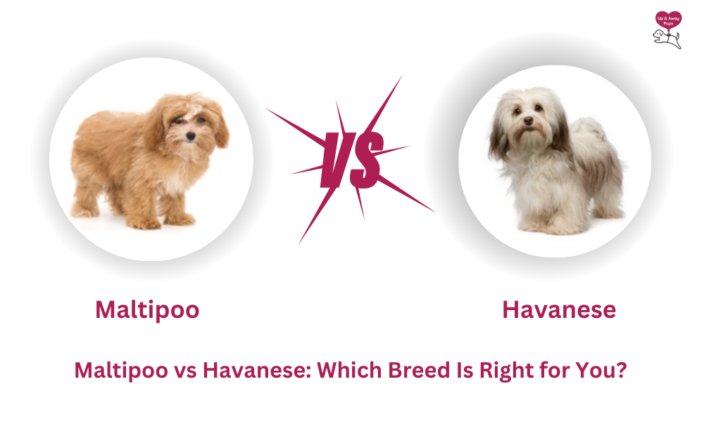 Maltipoo vs Havanese