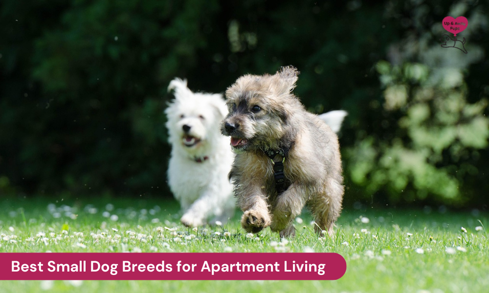 Best Small Dog Breeds for Apartment Living