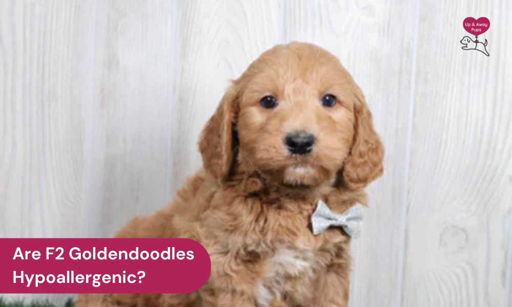 Are F2 Goldendoodles Hypoallergenic