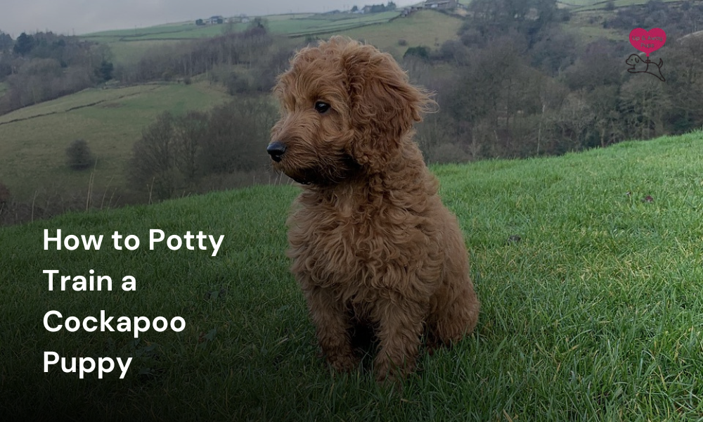 Train Cockapoo How to Potty Train a Cockapoo Puppy: Quick & Effective Methods