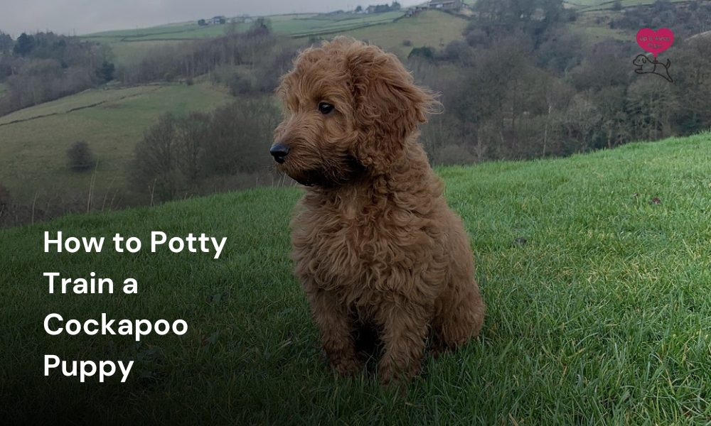 How to Potty Train a Cockapoo Puppy