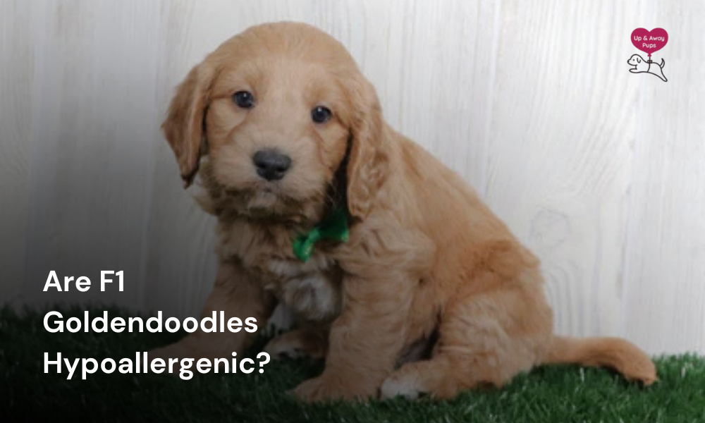 Are F1 Goldendoodles Hypoallergenic