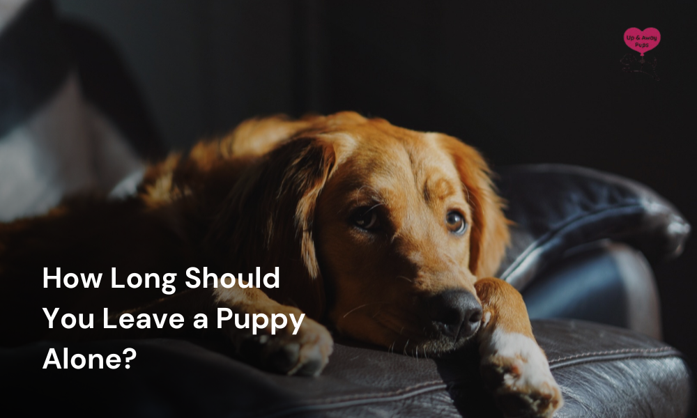 How Long Should You Leave a Puppy Alone