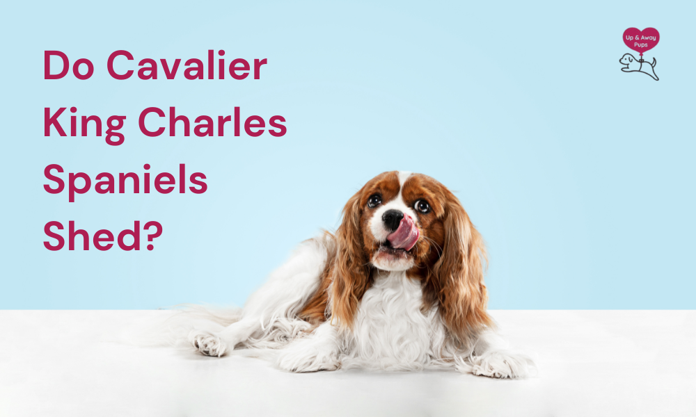 Do Cavalier King Charles Spaniels Shed