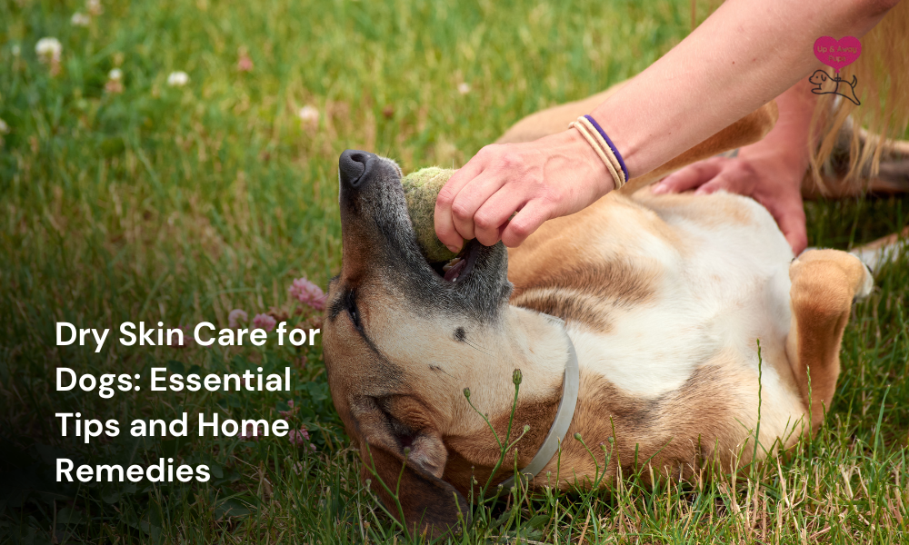 Dry Skin Care for Dogs