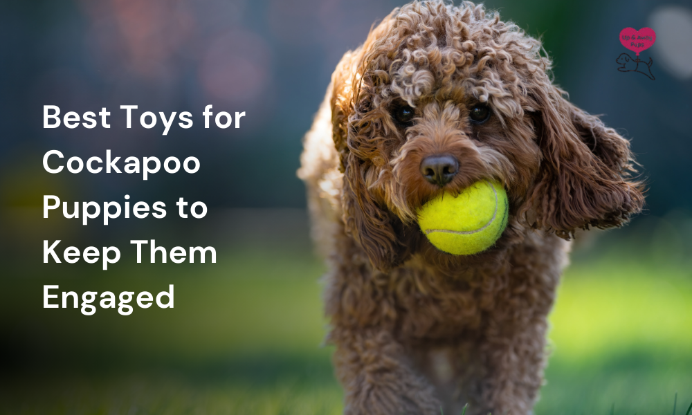 Toys for Cockapoo Puppies 