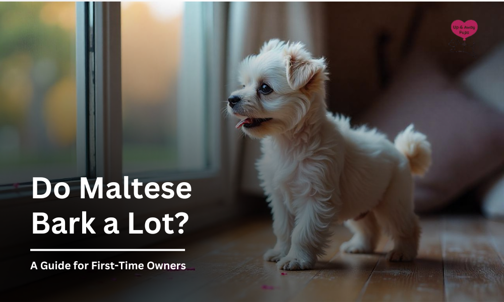 Do Maltese Bark a Lot