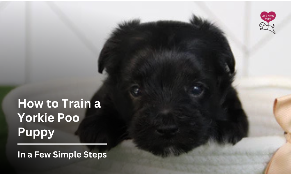 How to Train a Yorkie Poo Puppy - In a Few Simple Steps